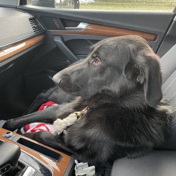 Giá Vàng Hôm Nay Ngày 15 Tháng 11 Giải Pháp Tối Ưu Cho Sức Khỏe Và Hạnh Phúc Của Thú Cưng