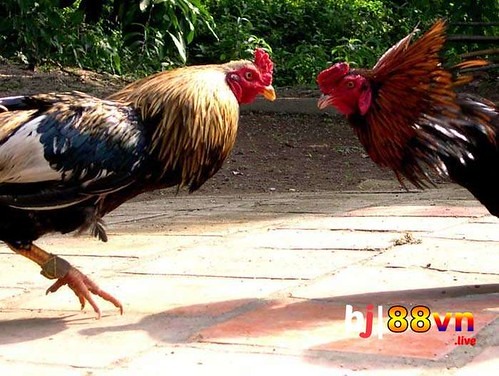 Khám Phá Thế Giới Giải Trí Trực Tuyến Với Dự Đoán Xsmb Minh Ngoc Hướng Dẫn Chi Tiết Và Kinh Nghiệm Cá Nhân